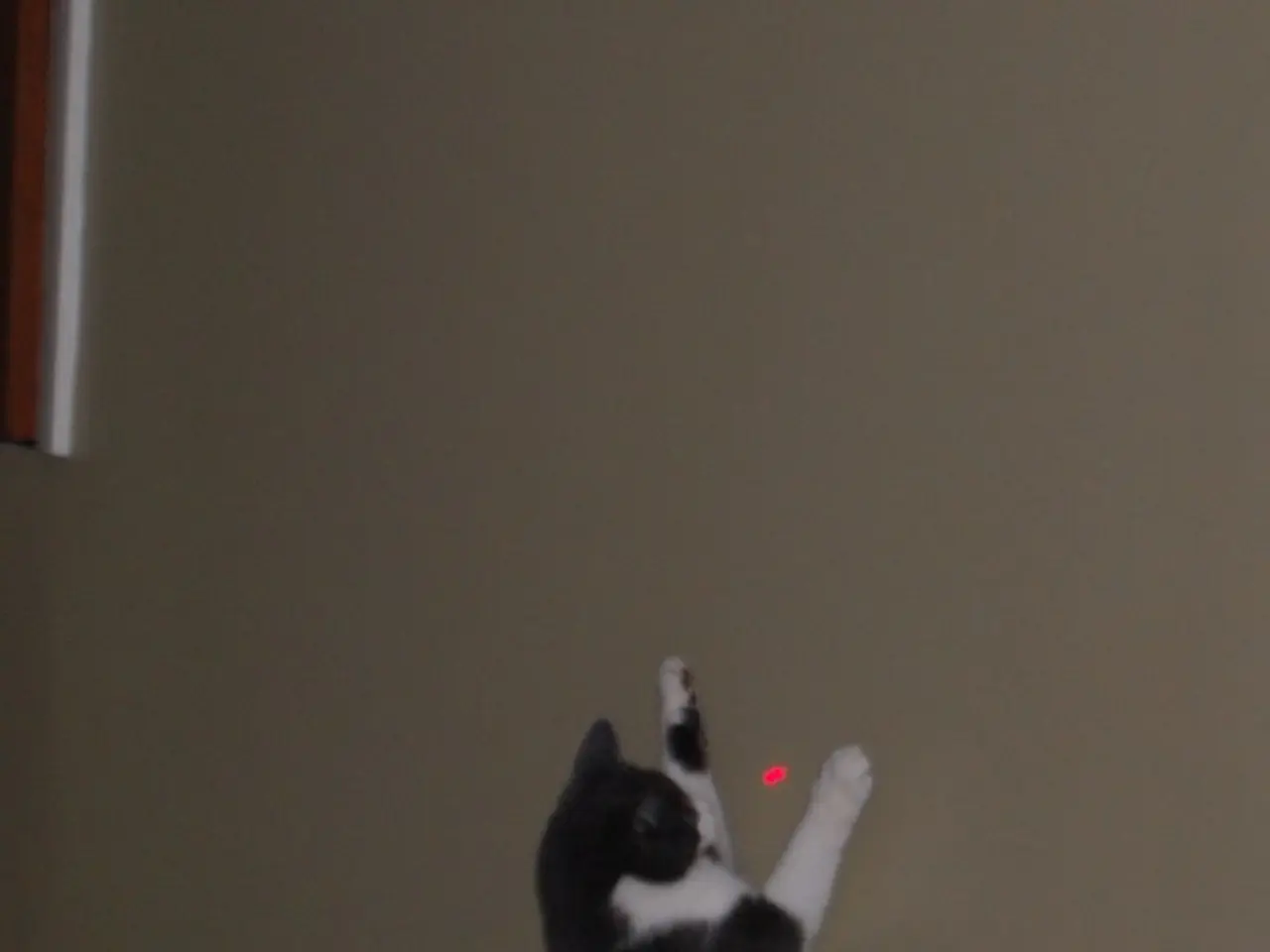 Biologists Astonished as Peacock Feathers Develop Into Biological Lasers