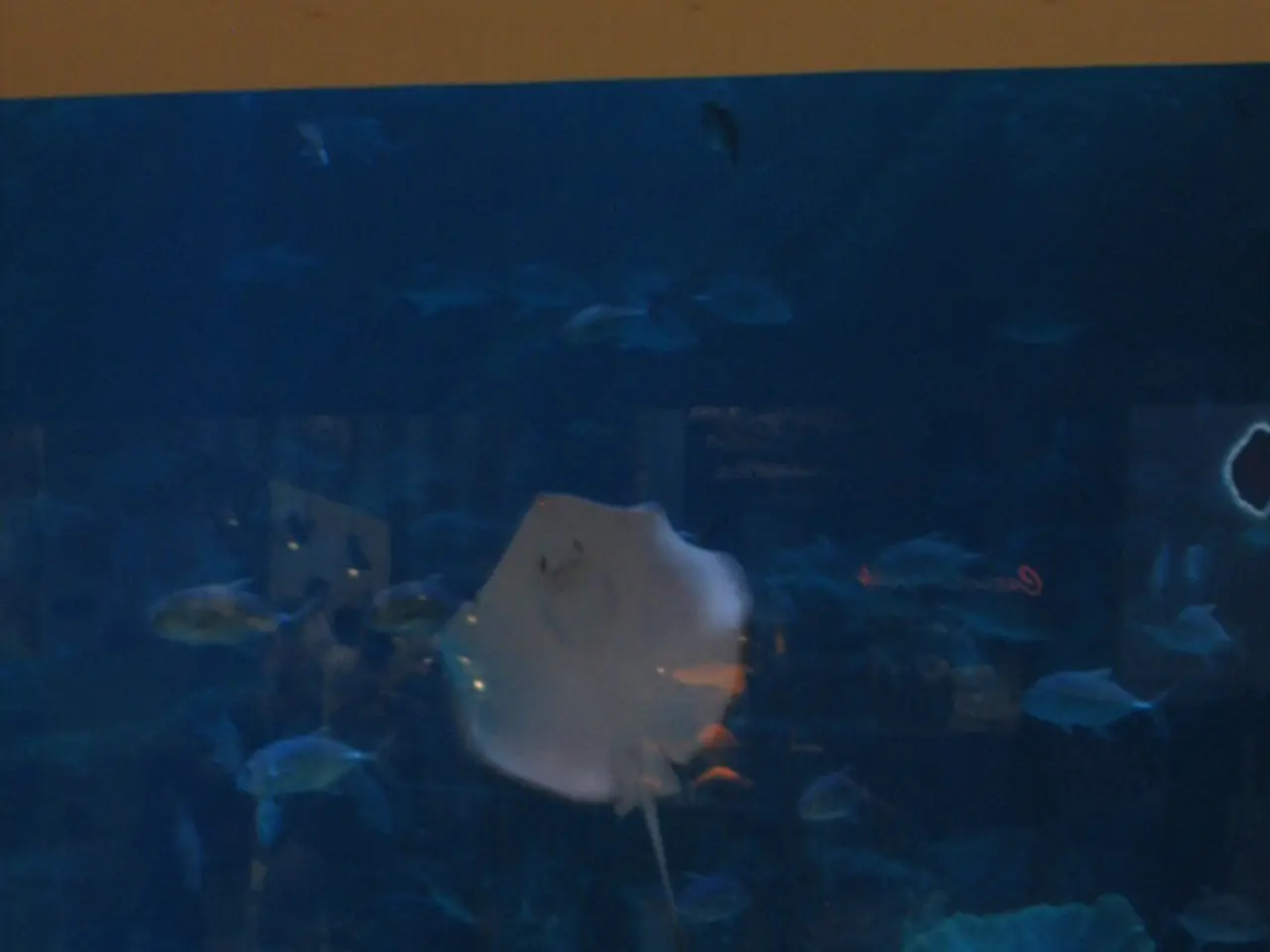 In the picture we can see an aquarium with different kind of fishes and some water plants.