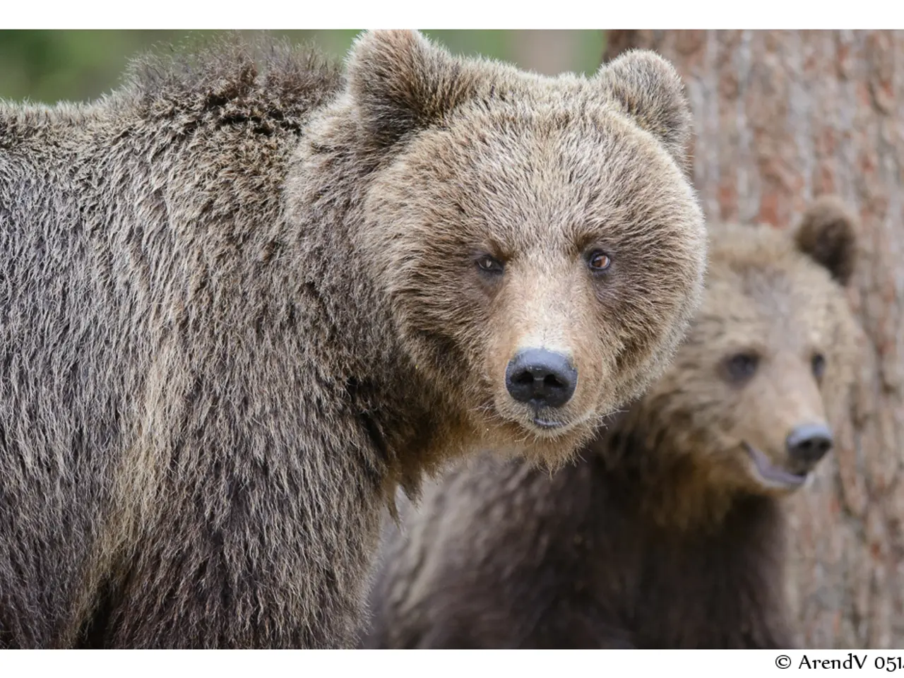 In this image I can see two bears and I can see this image is little bit blurry in the background....