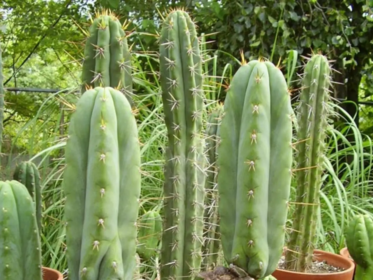 In this image there are pots having cactus plants. Background there are trees and plants.