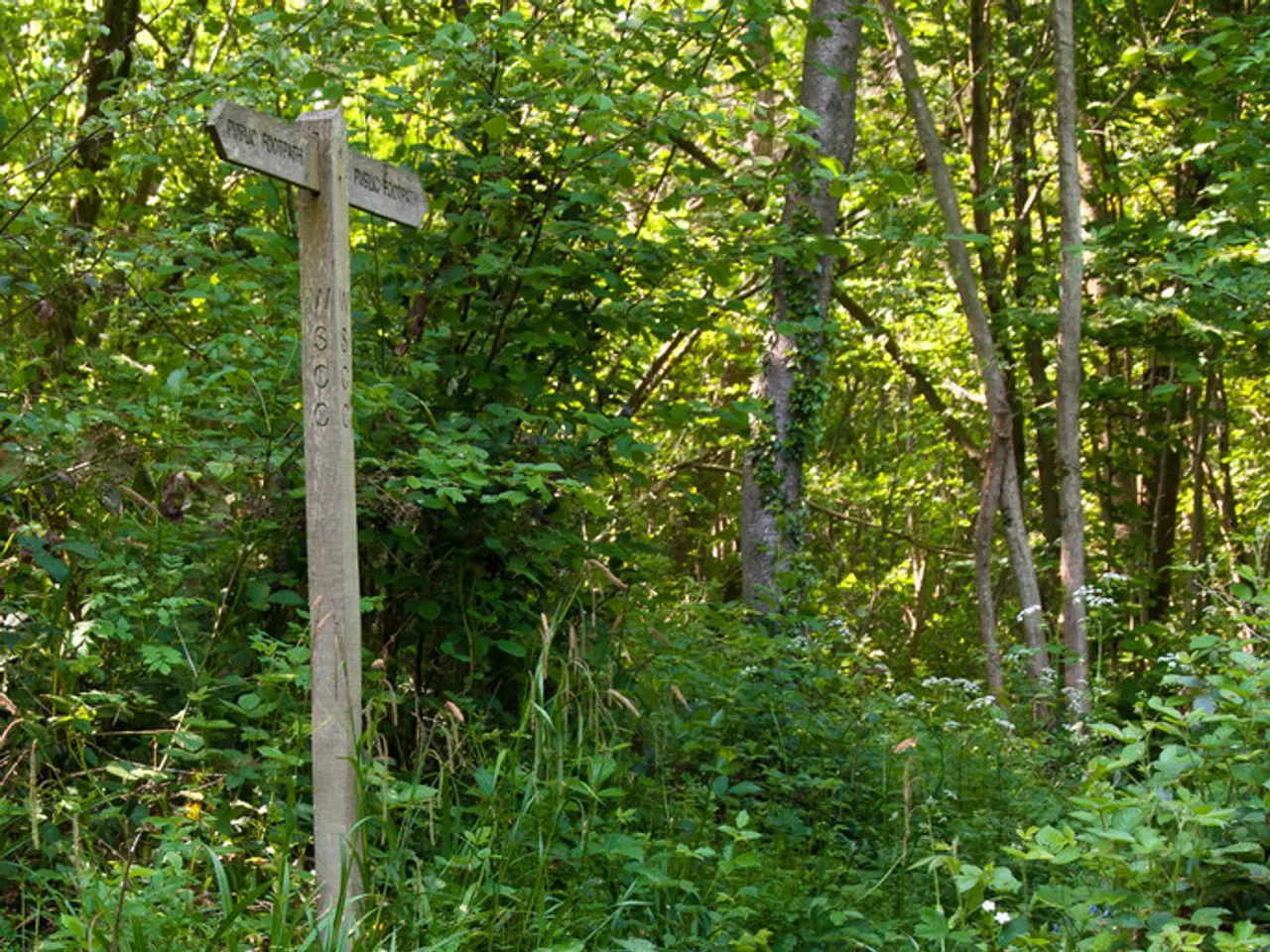 In this image I can see grass, number of trees, few boards and on these words I can see something...