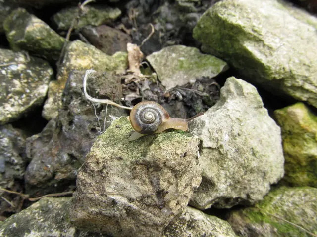 Guidelines for Implementing a Stealthy Observation Method in Flight (Hidden Monitoring Approach)