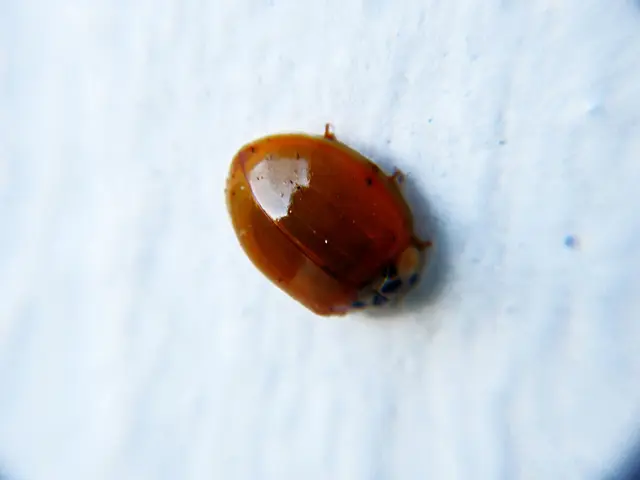 Uncommon Problem with Nvidia's GeForce RTX 50-Series Graphics Processor Unveiled