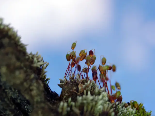 Astrophotography with a Smartphone Elevated to Greater Heights by Deep Sky Dan