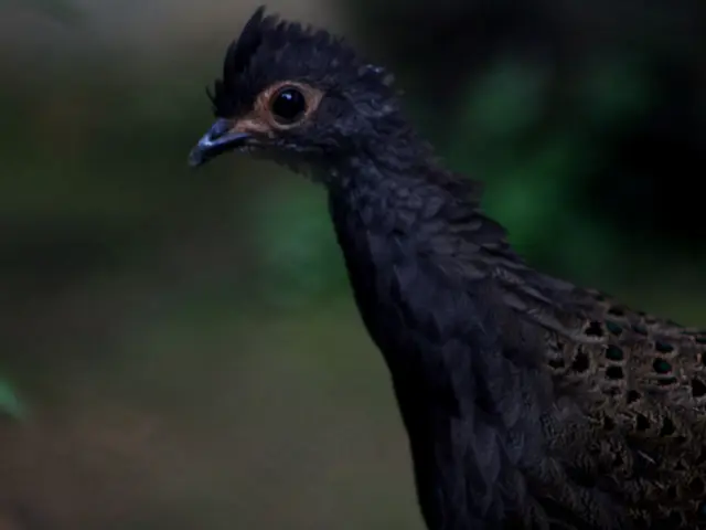 'Bird Drive' Technology Outperforms DNA Storage in Data Transfer and Retrieval, but Scores...