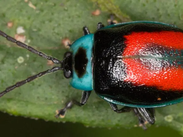 Distinguishing Between Asian Lady Beetle and Ladybug: A Definite Discrepancy Exists