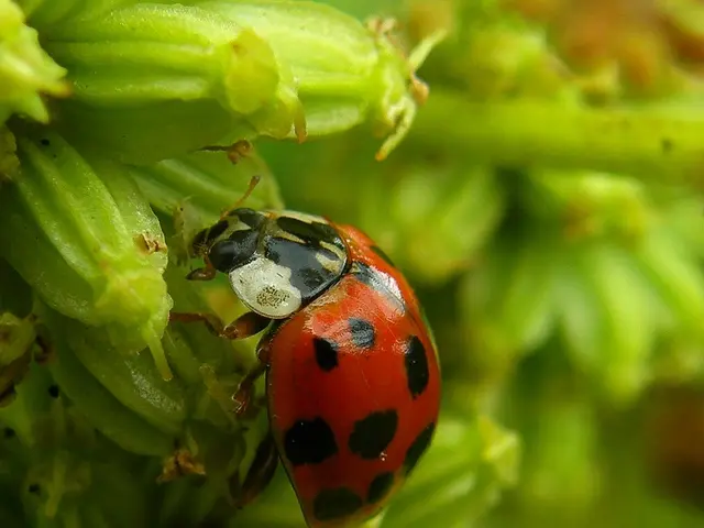 Passion for Detailed Imagery: Diala, Specializing in Macro Photography