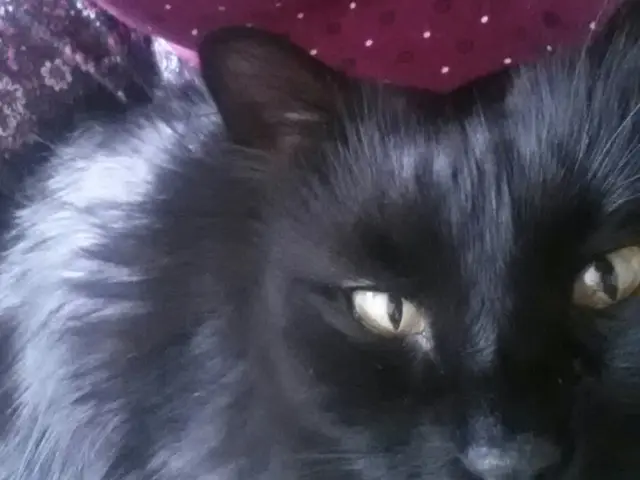 Improved OneHotEncoder is Introduced in Scikit-learn 1.1