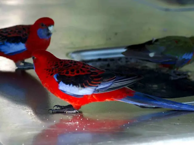 Birds not Mammals: Unraveling the Anatomical Puzzle - The Clue Lies in their Bloodstream