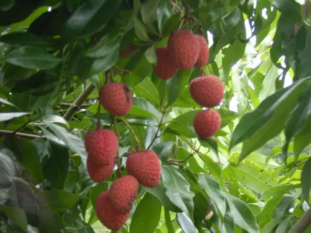 Combating Climate Change: Innovative Approach Utilizes Tomatoes and Strawberries!