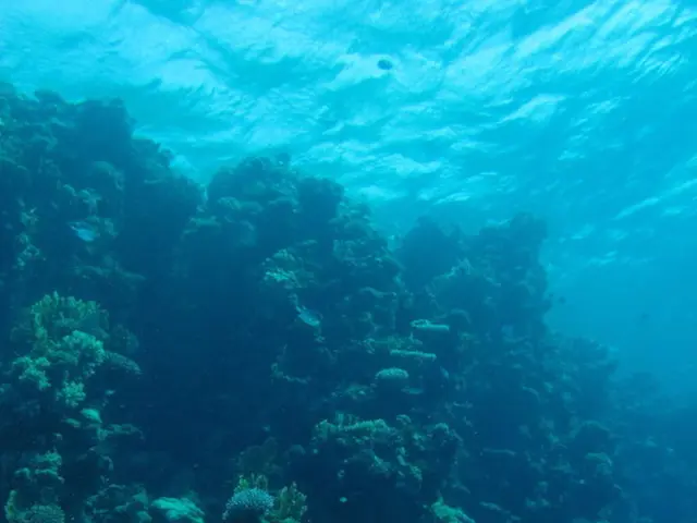 Ocean carbon storage exploration in consideration for 'dead zones' by geoengineers