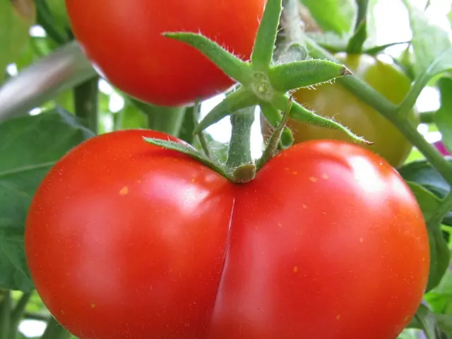 Ancient origins of potatoes revealed: 9 million years old, as discovered in a recent study, they...