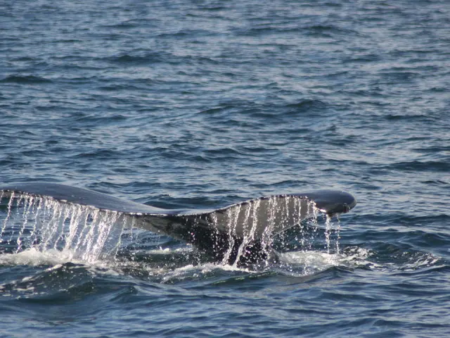 Ethereum Surges to $4.3K, Spurring $20K Ambitions among Analysts amidst intensified Whale activity.