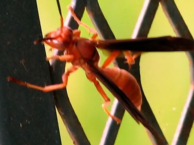 Ant Group denies allegations about planning to develop stablecoins using rare earth elements in...