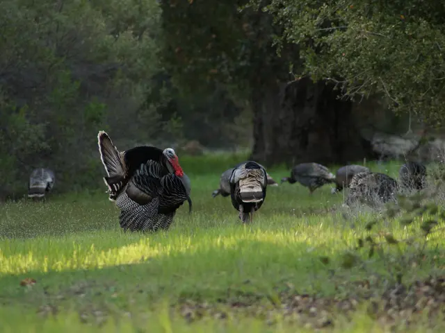 Turkey's leading wheat supplier, Russia, plans to eliminate export tariffs on grains.