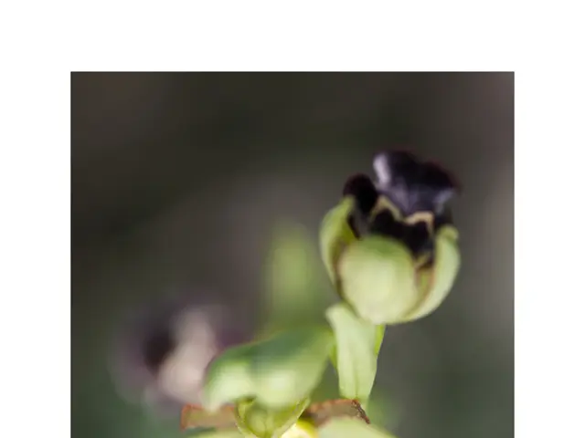 Alleged colours for the Google Pixel Buds 2a emerge, catering to a wide array of preferences