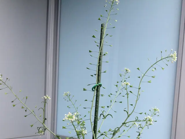 Daily Assessment of Maxxicharge 5.0 V2: Evaluating the True Efficiency of Its Intelligent Power...