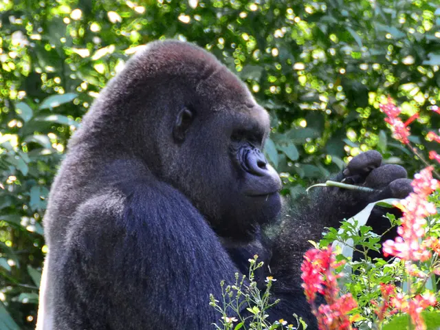 Delivery service bids farewell, ending its operations; Gorillas depart.