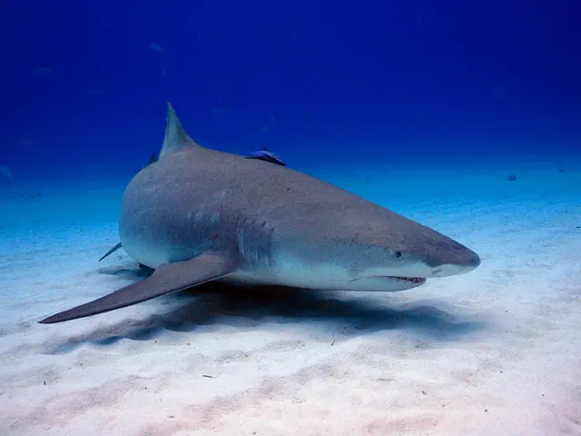 BYD Introduces the Compact Seagull Hatchback into El Salvador's Automobile Market