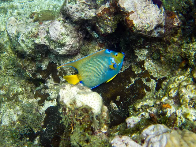 Restored miniature coral reefs revive marine life in Denia harbor