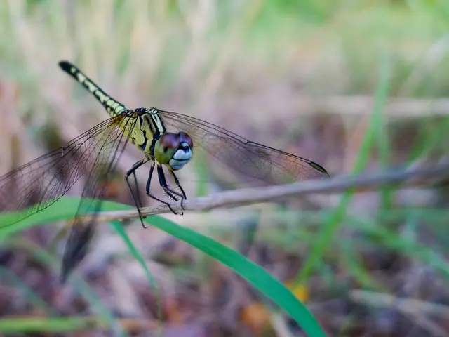 Dragon Ball's Sparking Zero expansion includes additional Gokus, potentially leading to a total of...