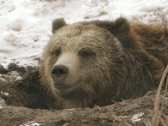 This image consists of a bear. It is in brown color. At the bottom, there is ground. On which we...