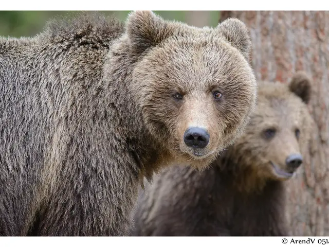 In this image I can see two bears and I can see this image is little bit blurry in the background....