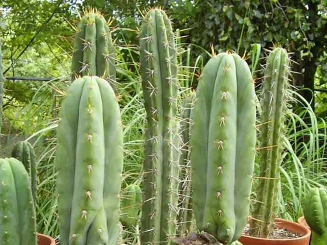 In this image there are pots having cactus plants. Background there are trees and plants.