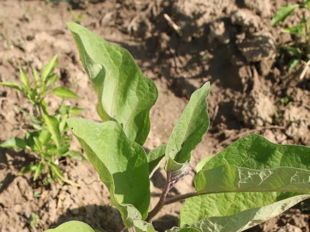 In this picture we can see planets, at the bottom there is soil.