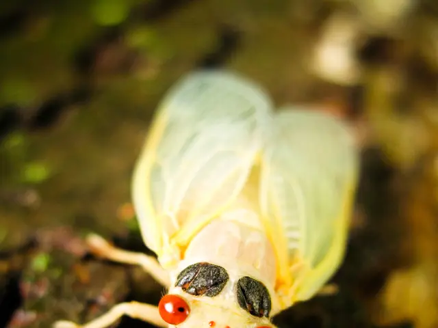 In this image I can see white color insect on the ground.