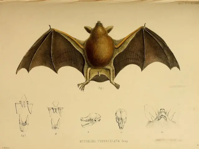 In this image we can see a picture of a bat and parts of it printed on the paper. At the bottom...