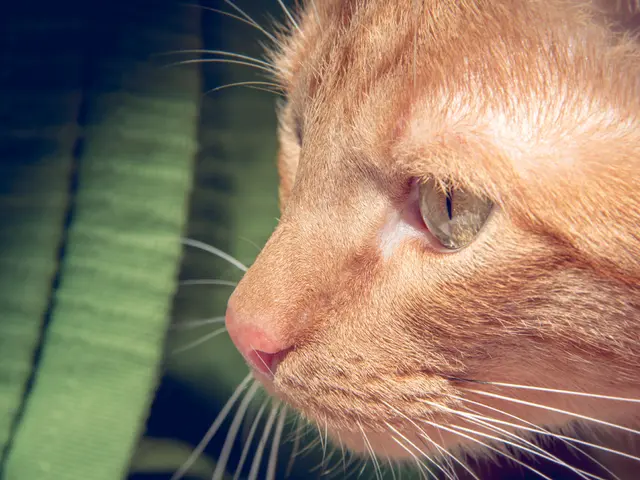 In this image there is an animal. Background there is a cloth.