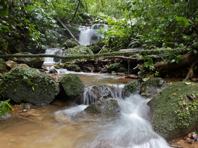 In this image there are leaves, branches, rocks and water.