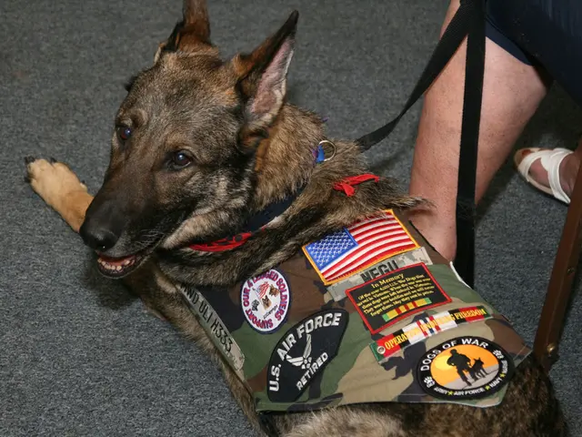 In this picture, we can see a dog with belt, and we can see legs of a person, ground.