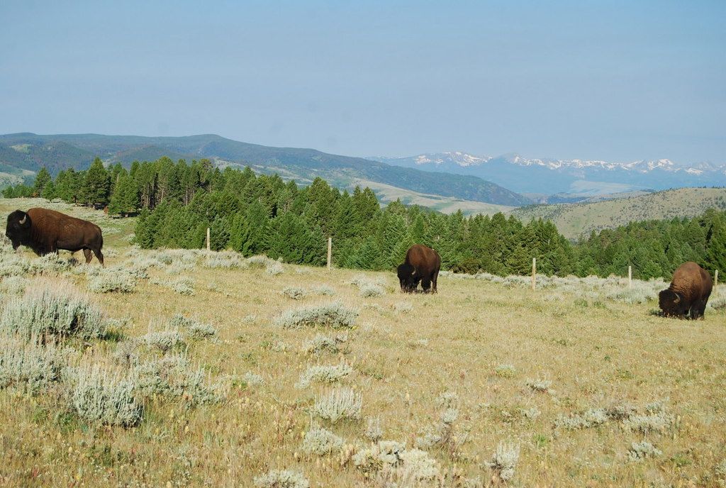 Advanced Technologies Amplify Surveillance and Safeguarding of Wildlife Species